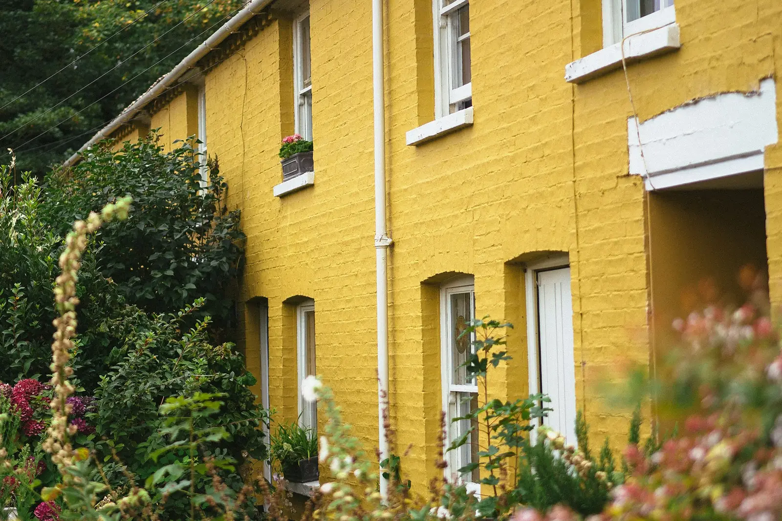 Row of yellow terraced houses with front gardens